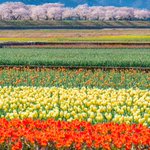 絶景!富山の春が本気を出した図がすごすぎる。こんな景色を日常で見れるなんて羨ましすぎる!