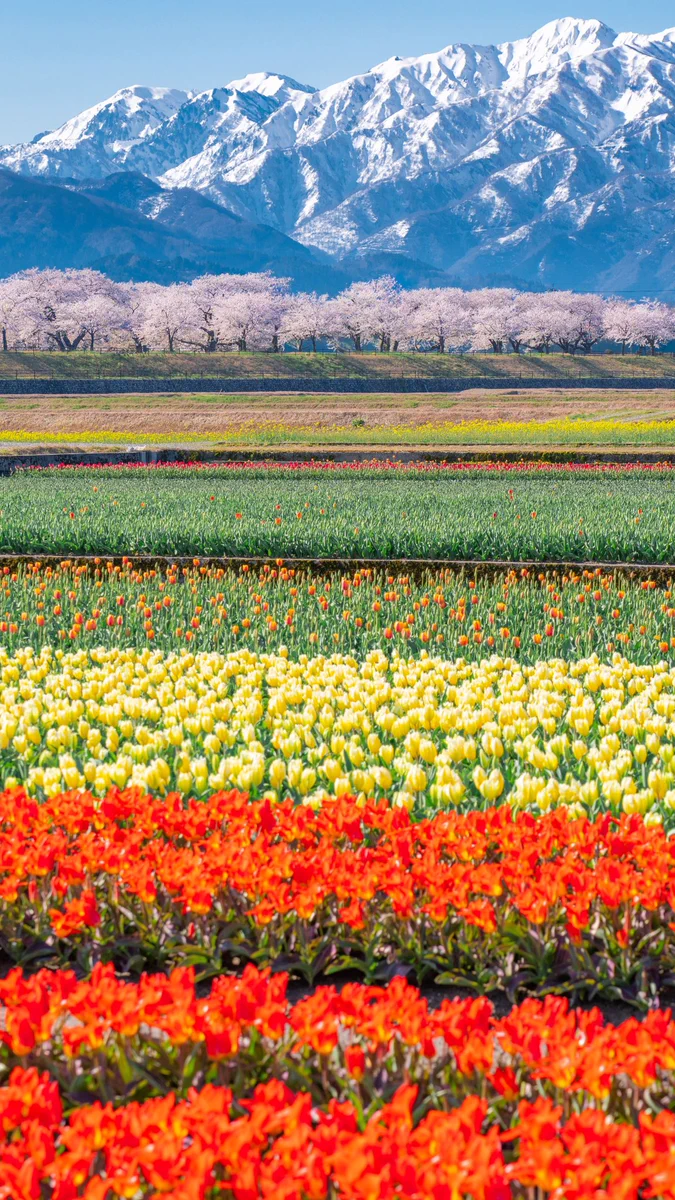 絶景！！富山の春が本気を出した図がすごすぎる。こんな景色を日常で見れるなんて羨ましすぎる！
