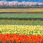絶景!富山の春が本気を出した図がすごすぎる。こんな景色を日常で見れるなんて羨ましすぎる!