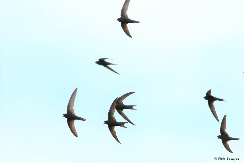 Swifts are spectacularly agile and fast. Young birds can often be seen on warm, sunny evenings racing around the rooftops at over 60 miles per hour, screaming as they go. They look like wild teenagers, out on the town and bursting with energy /4