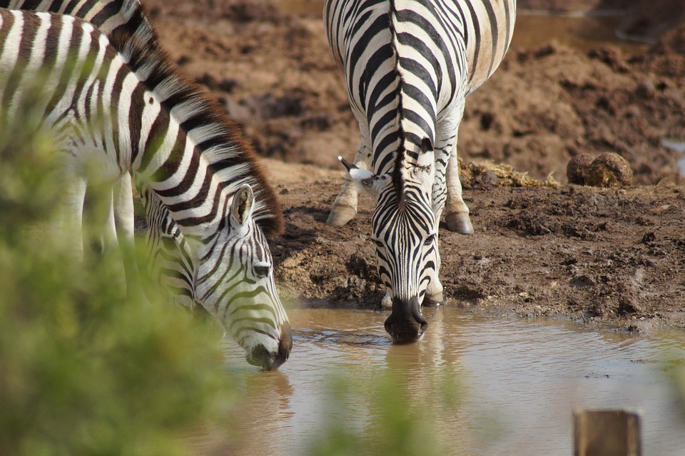 Spotted! Our Zebras enjoying a refreshing drink at our waterhole.
#SundaySights #Wildlife #Zebras #Safari #Gamedrive #SouthAfrica 
#ExploreDiscover