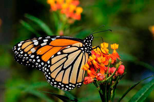 Ariana Grande as Butterflies: a thread -Inspired by  @wwyinthedark :)