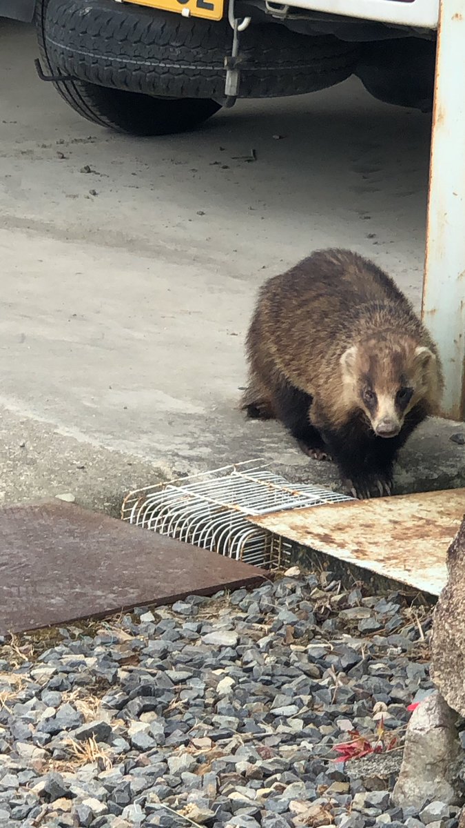 わくわくさん ˊ ˋ 遊びにきてた タヌキ ハクビシン アナグマ 野生動物 タヌキ ハクビシン アナグマ