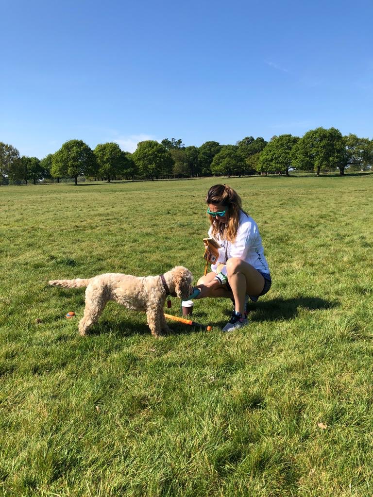 katthekat75's tweet image. Luna today rehydrating at an aid station 😂 while carrying on with her #2point6challenge she is now only 26 ball fetches short of her 260 target!!! Pls donate if you can twopointsixchallenge.co.uk my charity of choice is @CrohnsColitisUK but please feel free to donate to any charity