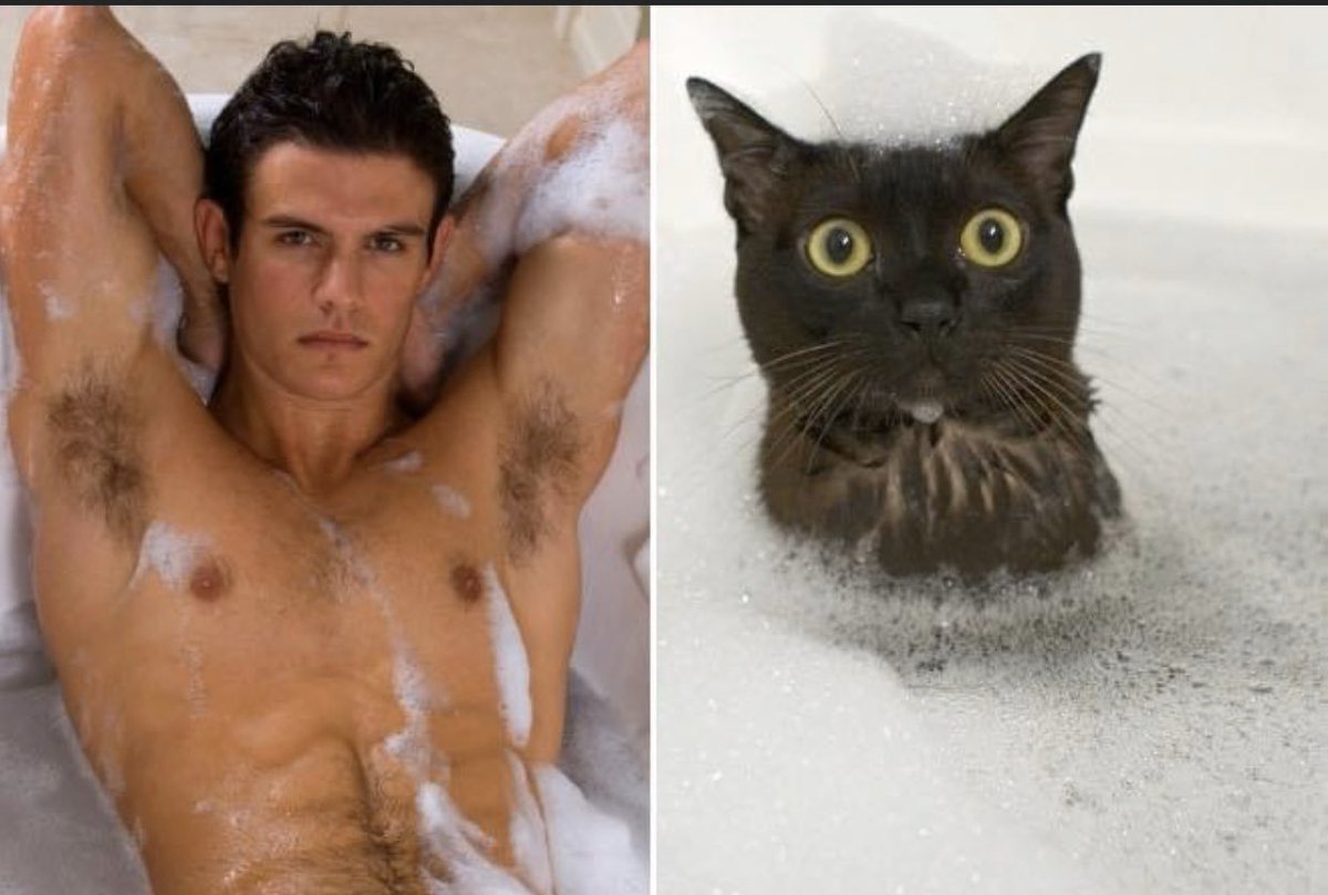 Everything is shit so here's modelling poses done better by cats.