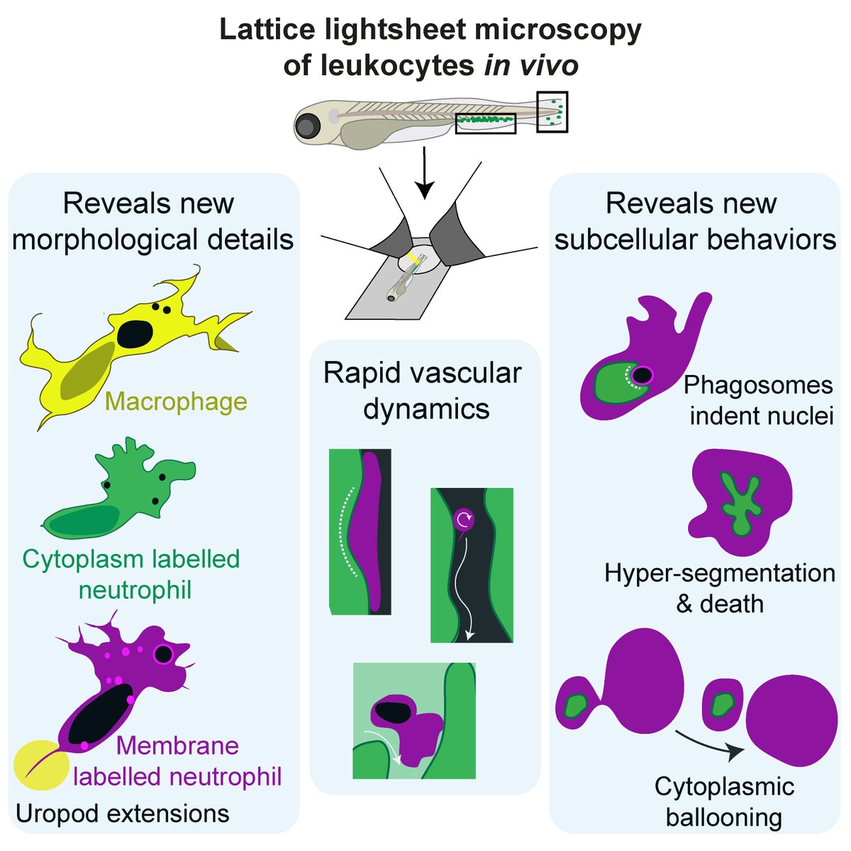 Our new paper jam-packed with exciting lattice  #lightsheet microscopy is online! Imaging  #zebrafish leukocytes, we reveal new dynamic cellular & subcellular features in vivo. At this resolution, these fast‐moving cells are captured in all their glory!/1  https://doi.org/10.1002/JLB.3HI0120-589R