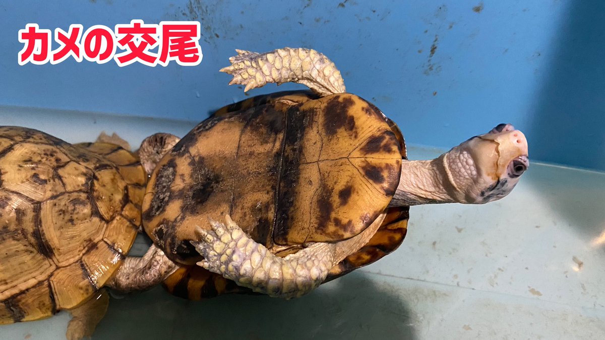 ポゴナ河合 爬虫類 カメの交尾 ユカタンハコガメ 今年はお盛んです T Co C1pfqt91n4 ポゴナ河合 爬虫類 カメの交尾 ユカタンハコガメ 今年はお盛んです T Co C1pfqt91n4