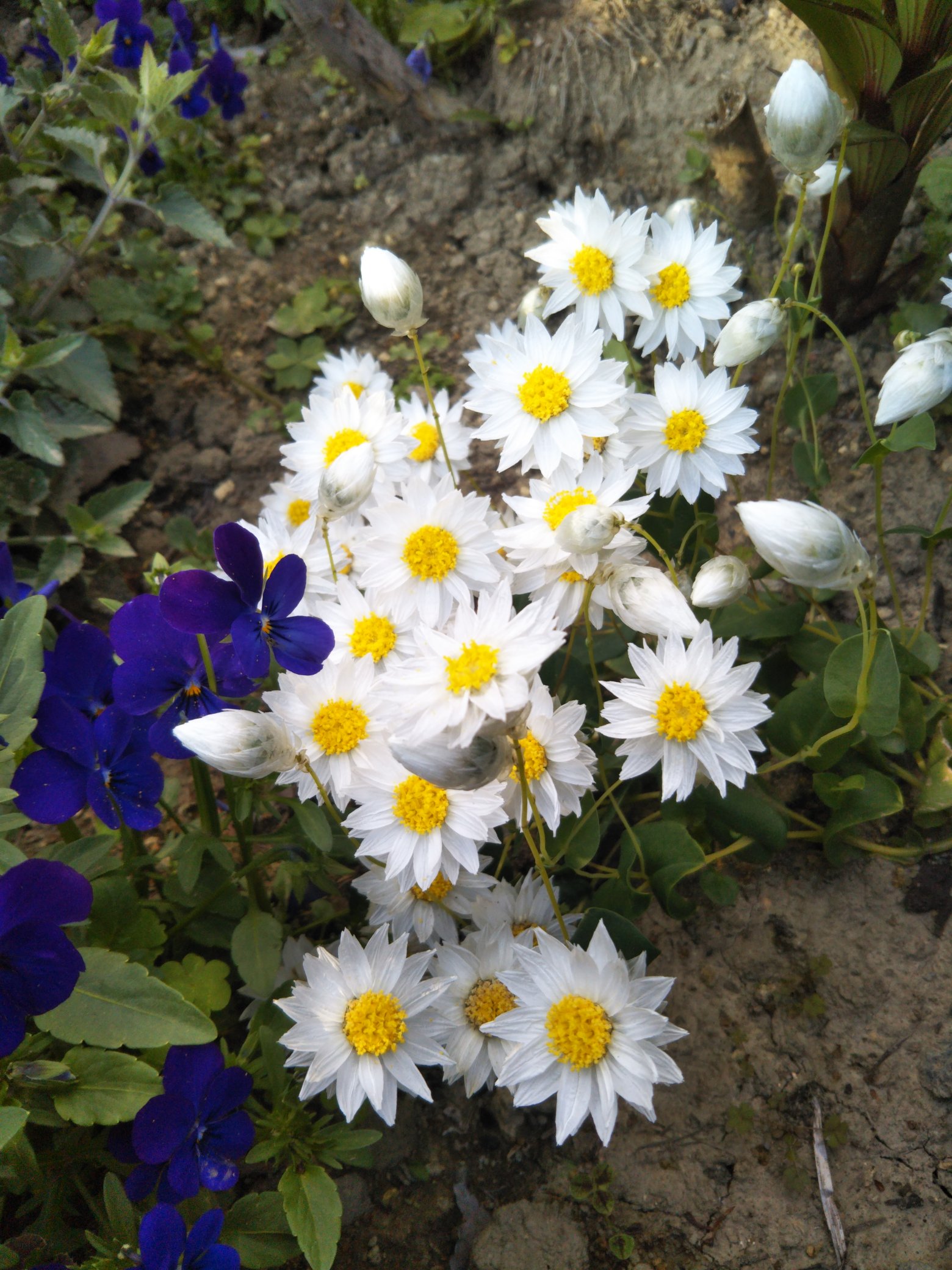 Twitter 上的 北角ヨウコ ガーデニング 庭の花 タキイ種苗 ローダンセ マクラタ ホワイト 咲きました カサカサしたドライフラワー 向きの花です O T Co Wgcf5gioun Twitter