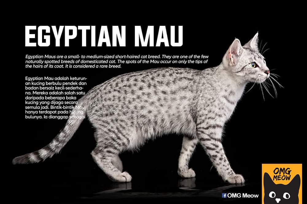 🐈