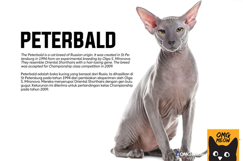 Рассмотрите фотографию кошки породы петерболд. Петерболд. Сколько всего пород кошек существует в мире. Кот экспериментальной породы. Сколько видов кошек существует в мире.