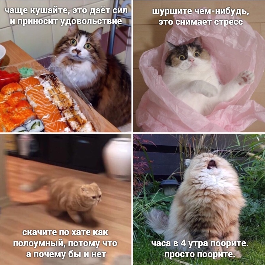 drunktwi's tweet photo. Коты давно привыкли круглосуточно сидеть дома. Вот несколько их советов, чем развлечь себя в изоляции: https://t.co/eXn63mvaAN