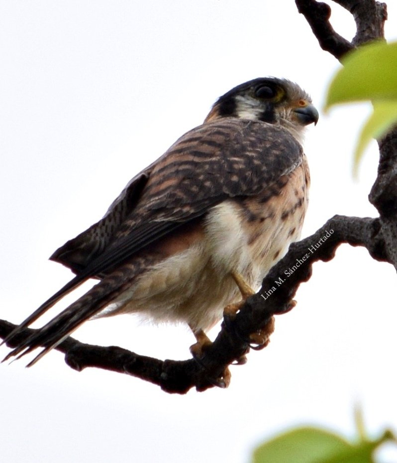Lina14125's tweet photo. Pareja de Falco sparverius 💓🤩 #Falco #sparverius #PajareoDesdeCasa #NaturalistasUrbanos https://t.co/gIE1qSKyzc
