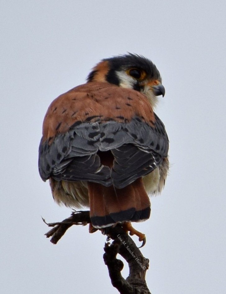 Lina14125's tweet photo. Pareja de Falco sparverius 💓🤩 #Falco #sparverius #PajareoDesdeCasa #NaturalistasUrbanos https://t.co/gIE1qSKyzc