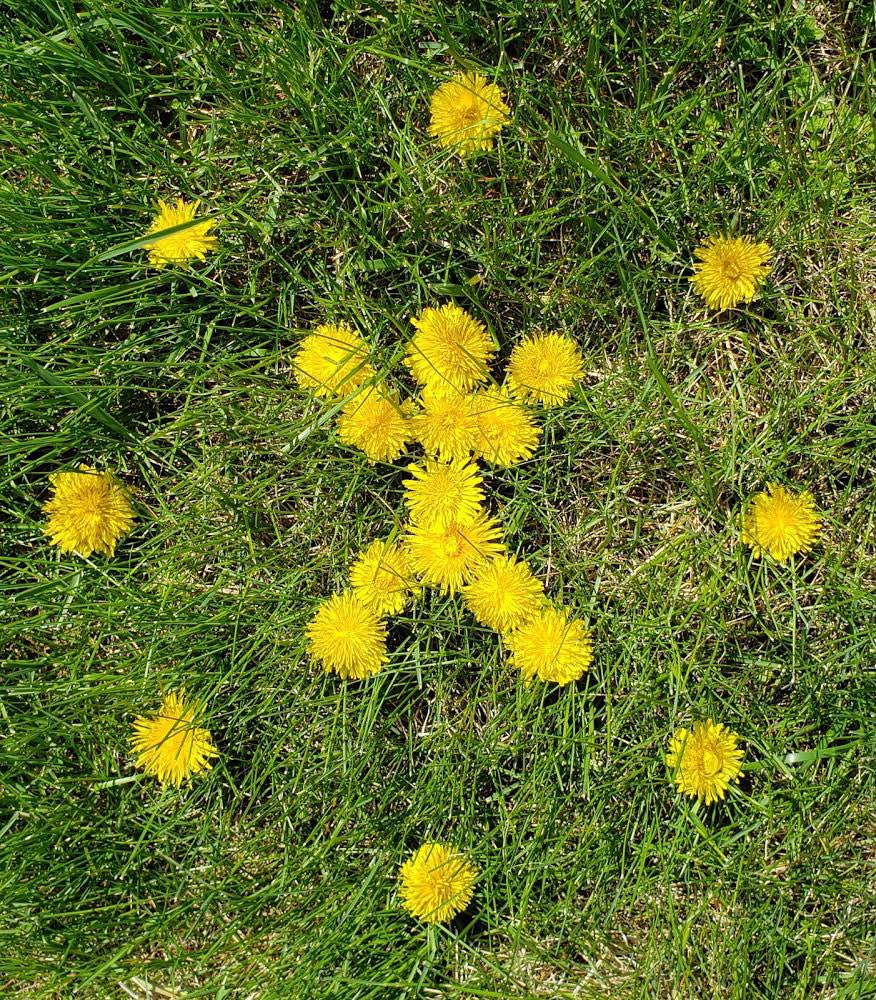 8th 3D outside sculptures with Andy Goldworthy-aesthetic theories &amp; balance #WMSRocks361 #RockTheArts2020