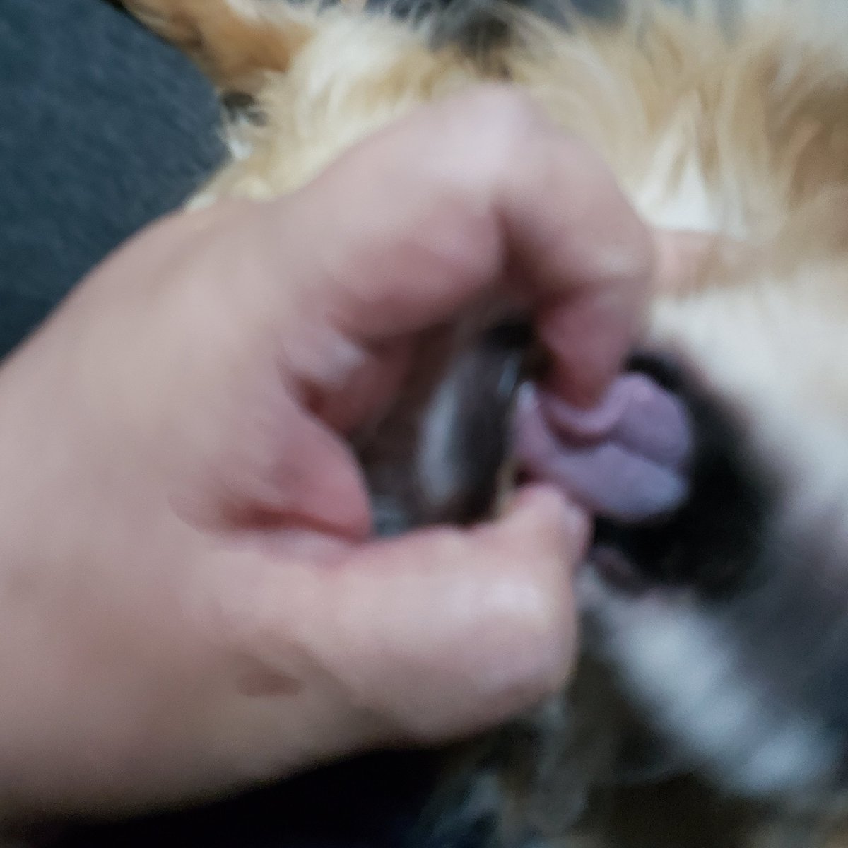 チアノーゼ チアノーゼ