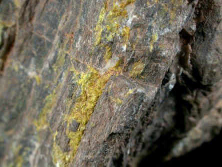 When you arrive in Paradox Valley, Colorado, you immediately go poking through the petrified wood. You’re on a mission now! #YouFindARock, crystallized on petrified wood like moss on a tree. John Betts Fine Minerals