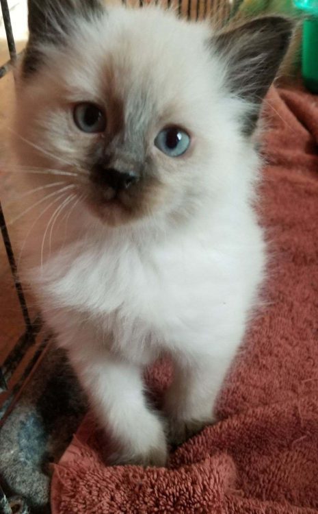 LlamaRage's tweet photo. A New Kitten Enters the Household https://t.co/JPvb63MFIf https://t.co/pkHcdSfZwt