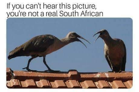 Beeinthenow's tweet photo. @Pharrell, consider this your are your a South African at heart test? https://t.co/GoImbB7Sqx