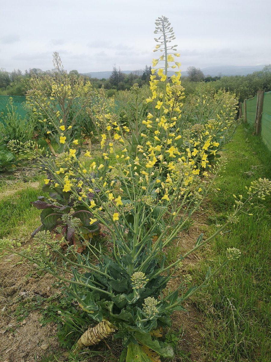 The Common Cabbage in flower getting ready to bring forth seed. The glory of the food cycle, from seed to seed. We protect varieties such as this by preserving, conserving and utilising. Support this vital work for now & years to come irishseedsavers.ie #InternationalSeedDay