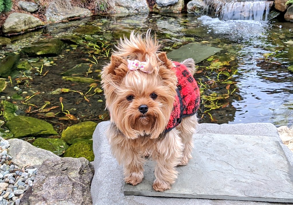 EChatsworth's tweet photo. A chilly day outside with Boo! 😍 
CT lockdown day 40

#yorkie #yorkshireterrier #thebrassqueen #brassqueen #authorlife #authorbuddy #cutedog #StayHome https://t.co/akGWhIOyKv