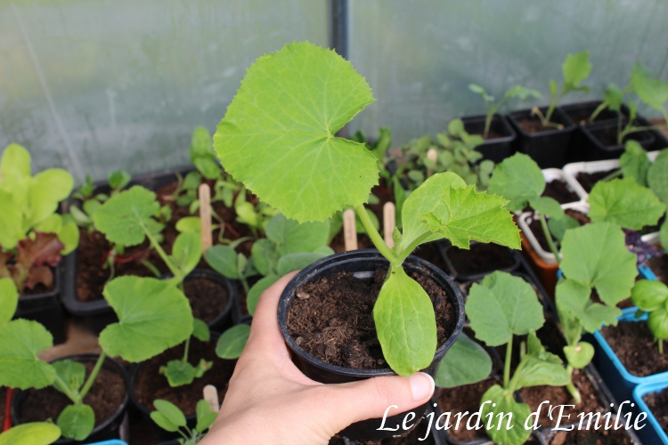 lejardindemilie's tweet photo. 10 astuces pour réussir ses semis https://t.co/A3rGKRqfzg https://t.co/57059QzMz0