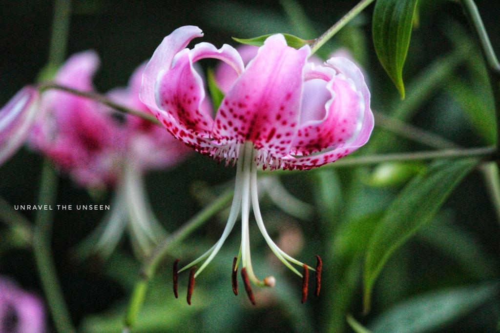 <a href="/CanonUSAimaging/">Canon USA Corp.</a> <a href="/ErinBabnik/">Erin Babnik</a> Purple from the garden 
#CanonColorChallenge #CanonExplorerOfLight <a href="/ErinBabnik/">Erin Babnik</a>