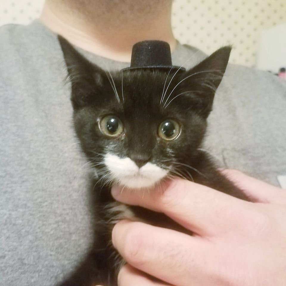 kitty in hats