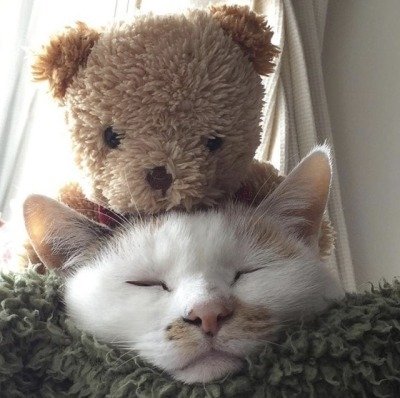 kitty with his teddy bear 