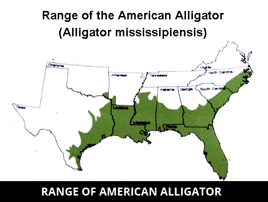 6/Alligators live in freshwater (slow rivers, swamps, marshes, lakes).Current habitat isn't anywhere near the west coast, but maybe the death of humanity + climate change allowed them to broaden their horizons in the stone world. They also got bigger? (current record is 19.2 ft)