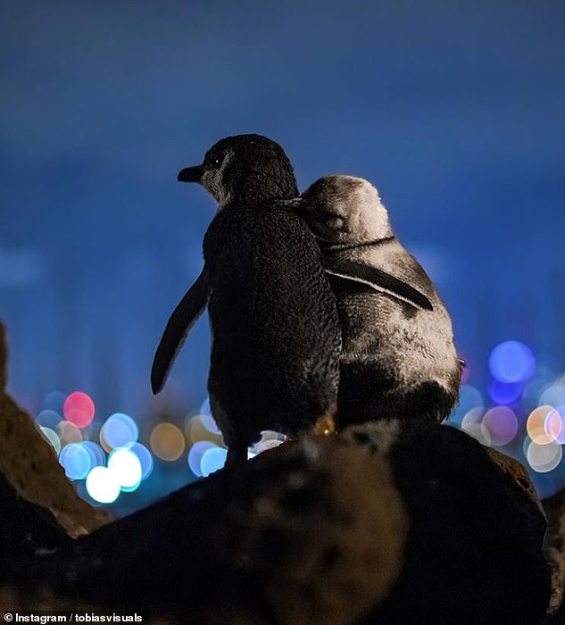 Two widowed Penguins comforting each other. Photo taken by Tobias Baumgaertner in Melbourne.