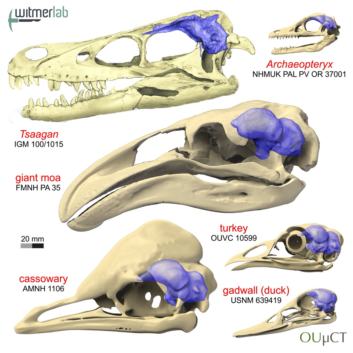 WitmerLab tweet media