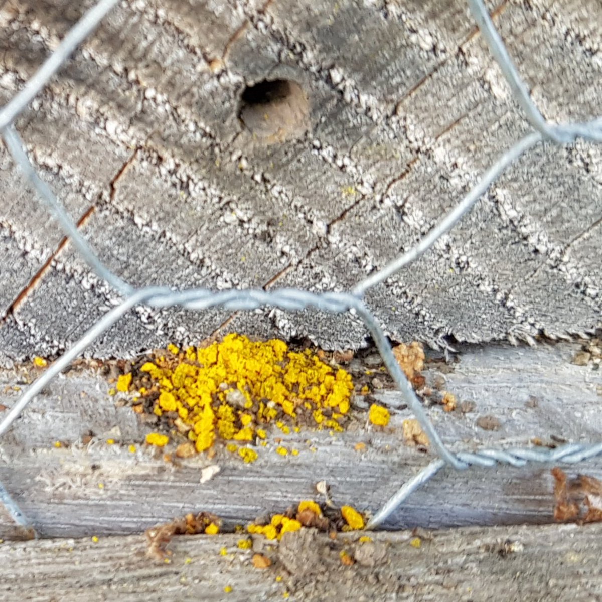 josvangool's tweet photo. Volop activiteiten bij het bijenhotel van Natuur- en (Weide)vogelvereniging Reusel-De Mierden. Stuifmeel op de 1e foto. https://t.co/N6yqpEma7Q
