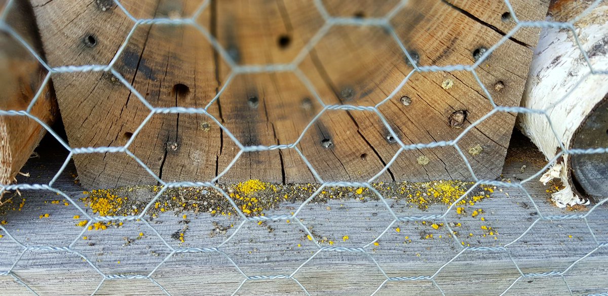 josvangool's tweet photo. Volop activiteiten bij het bijenhotel van Natuur- en (Weide)vogelvereniging Reusel-De Mierden. Stuifmeel op de 1e foto. https://t.co/N6yqpEma7Q
