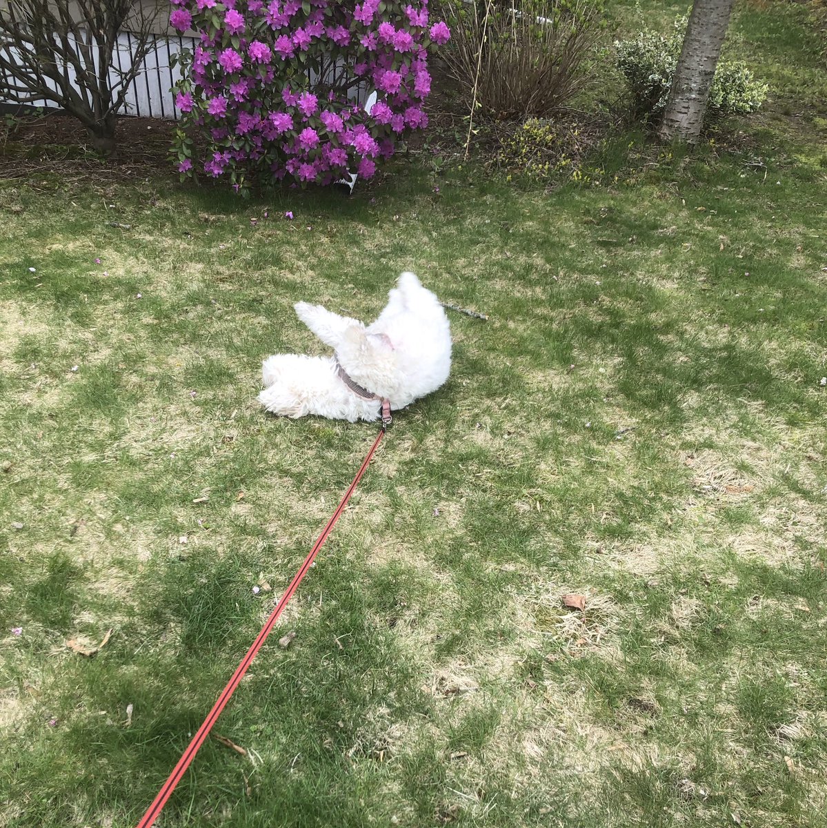 SayBecks's tweet photo. Ginger rolling in the grass: a short thread https://t.co/meJ8r5f1la