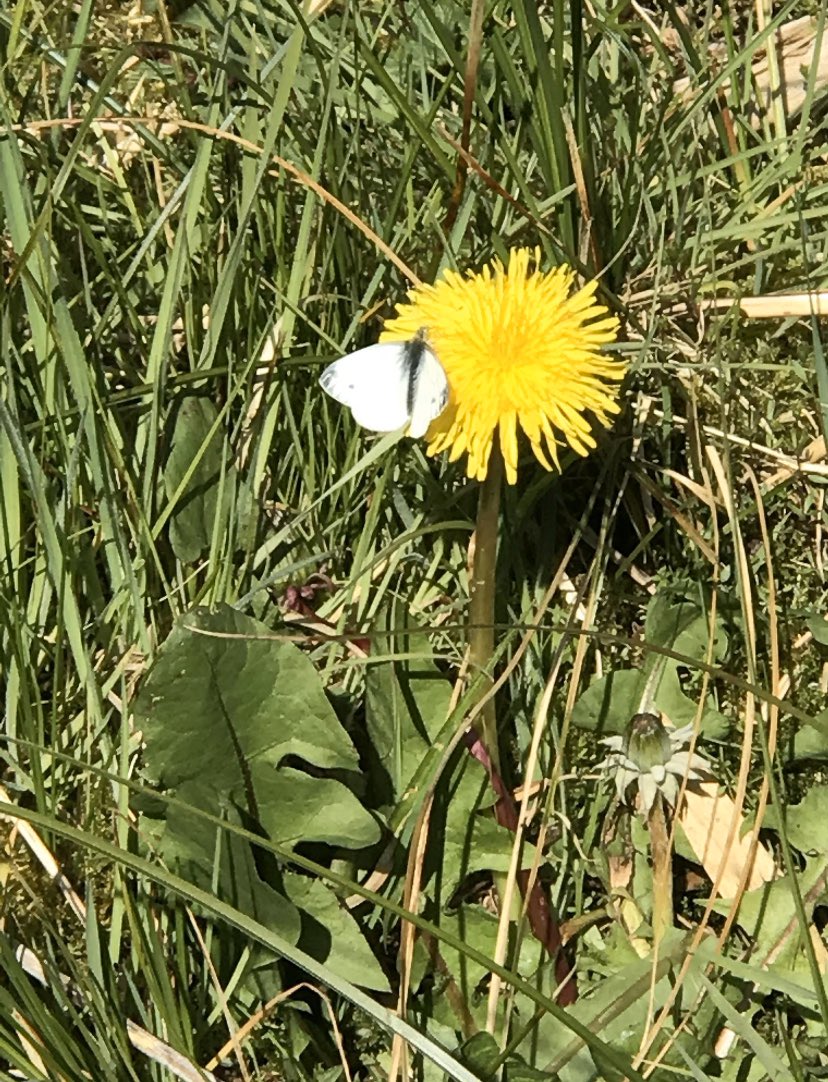 Ymateb arbennig i her Mrs Richardson ar gyfer Diwrnod y Ddaear! Amazing contributions to Mrs Richardson’s challenge on Earth Day!
Lots more on our FB page!🌍 #EarthDay <a href="/SchoolsPembs/">Blant Ysgolion Sir Benfro/Children & Schools Pembs</a>