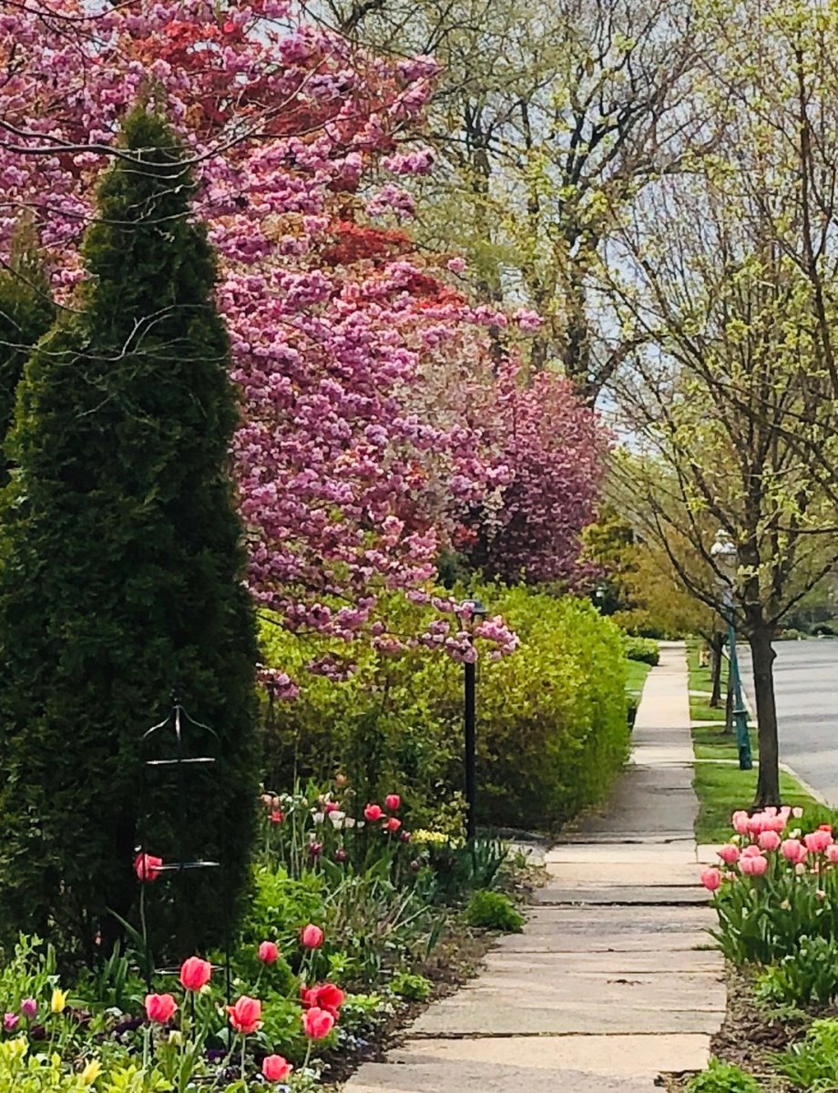 anujaksingh's tweet image. There but for the grace of God, go I… theanujaksingh.wordpress.com/2020/04/26/the…