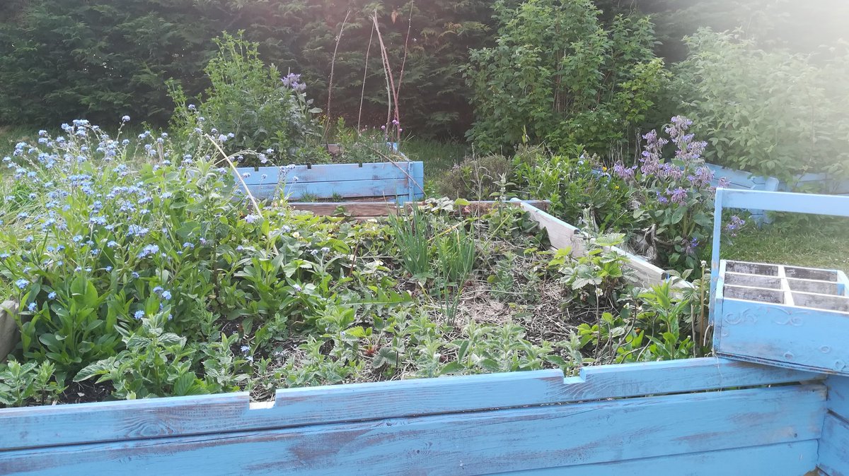 NorSecure's tweet photo. #Potager, malgré bleuets, bourrache, fraises, mentes, poireaux, ail, framboise, persil, etc... va falloir que les semis viennent boucher les trous 🤩 #BleuLife #Permaculture https://t.co/yrjRuyAJwr