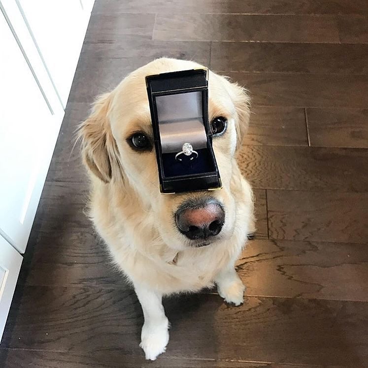 iwowofficial's tweet photo. Love is in the air! 
#proposals #iwow #iwowofficial #cuteproposals https://t.co/YKG7vjmJqL
