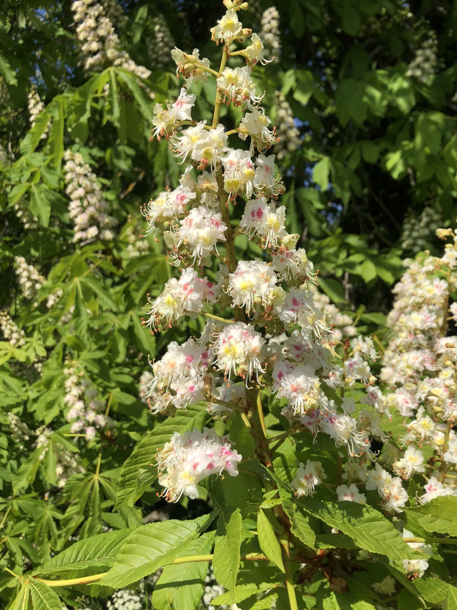Aesculus hippocastanum（horse chestnut）inflorescences <a href="/UniofReading/">Uni of Reading</a>