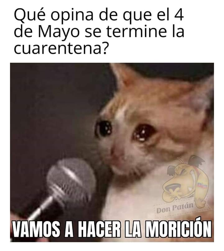 Featured image of post Meme De Gato Llorando Con Microfono Gato de anime digitando no teclado