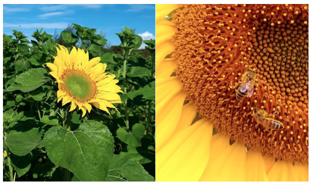 We're really excited to share with you this video on our sunflower-oil production <a href="/suikergroningen/">DeSuiker</a> in collaboration with <a href="/mboterra/">Terra MBO</a> and the fantastic time we had with our educational workshops back in November!
farmflowerfragrance.nl/index.php/2020…