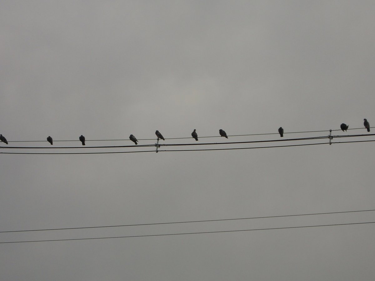 ট ইট র 山口青旭堂 公式 京の絵はがき屋 電線にとまる鳥達 ソーシャルディスタンス カルガモ 社会的距離 ソーシャルディスタンス ソーシャルディスタンシング 距離を保とう 距離をあけよう 鳥 鴨 カルガモ 鳥写真 鳥