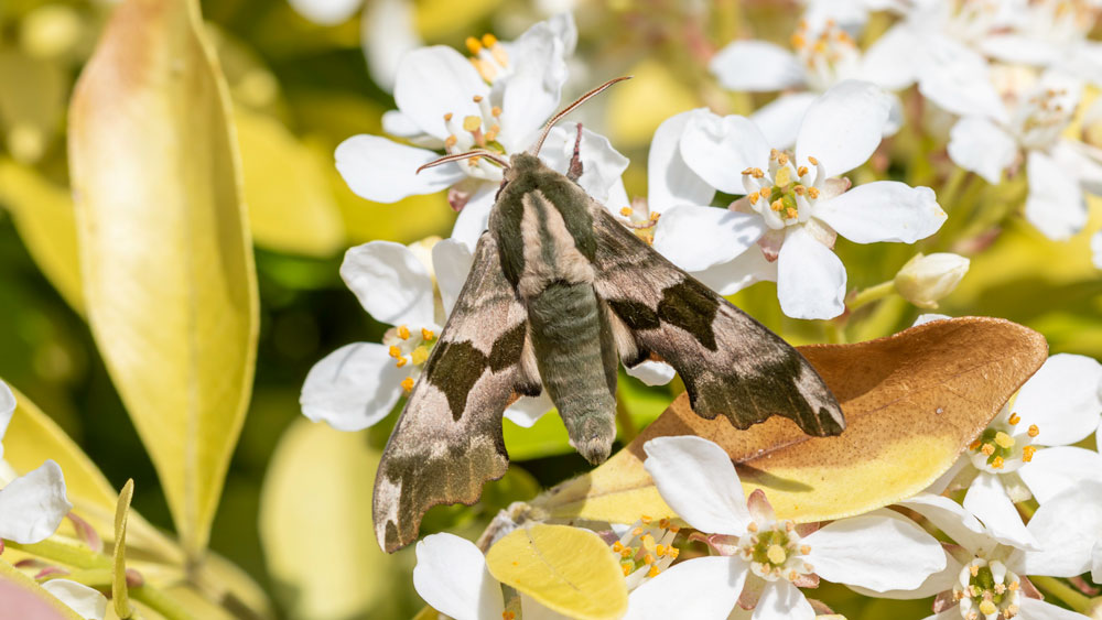 Just five moths trapped last night a Light Brown Apple Moth, three Muslin Moths and a nice Lime Hawkmoth.