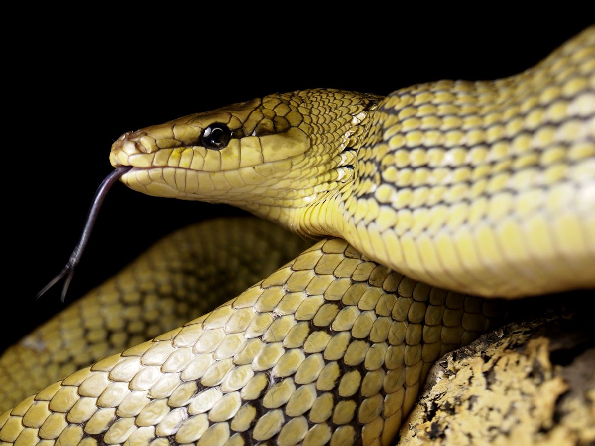 雨傘屋 8 ヤンセンナメラgonyosoma Jansenii ジャンセンラットと呼ぶ方がかっこいい 近縁種のホソツラナメラよりなんとなく知的な印象を受ける 触るとよりフニフニする気がする いいとこの令嬢といった感じの蛇だが 少年達と魚獲りに興じたりマイナーな