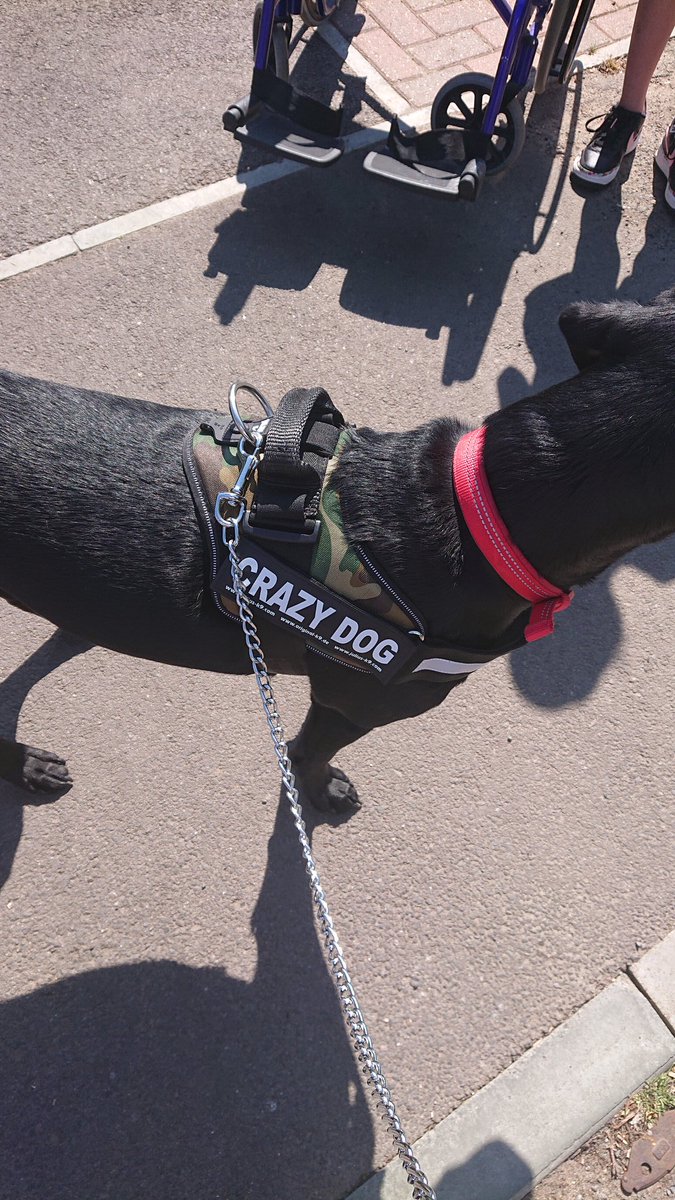 fredrsimpson's tweet photo. @JuliusK9UK love the new harness, ordered Monday turned up Wednesday https://t.co/4oj6qLwLlm