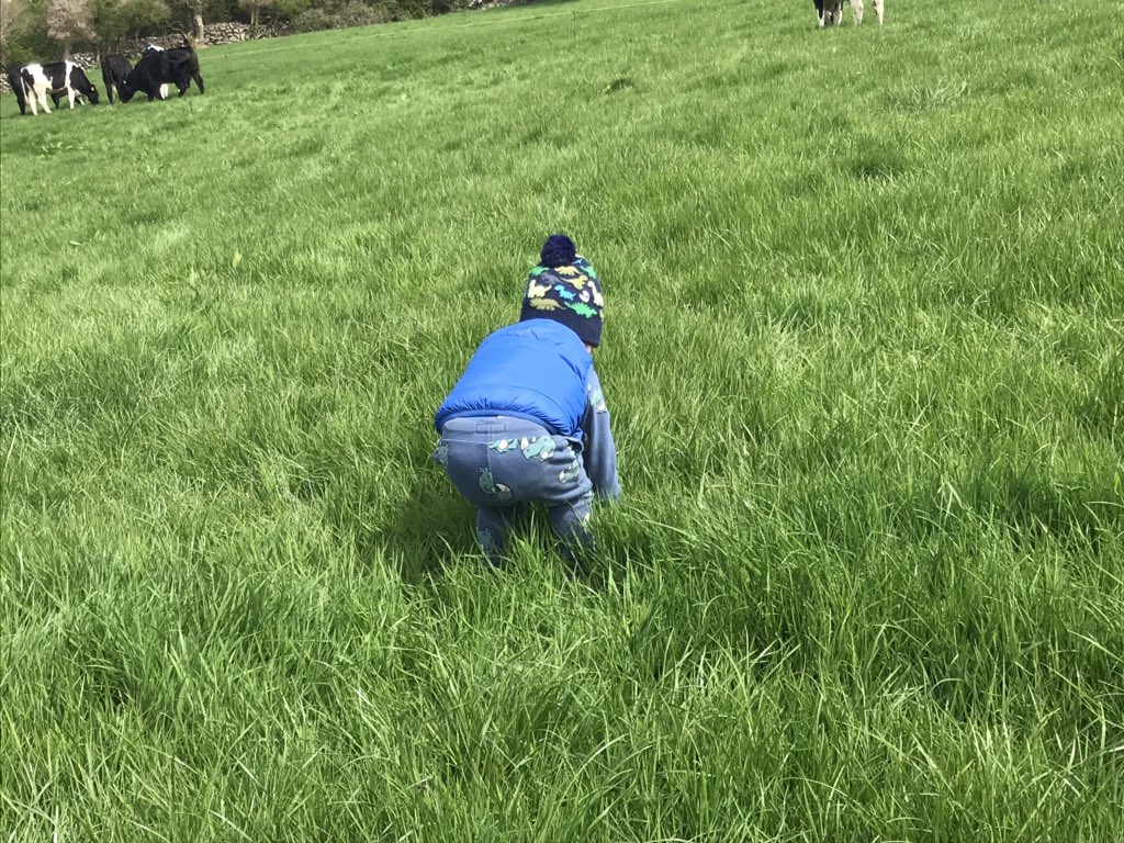 BpgGarry's tweet photo. Bit of a debate going on with covers today @PastureBase @briangarry23 @FiMcG11 #grassiskey https://t.co/yFukBCVIMf