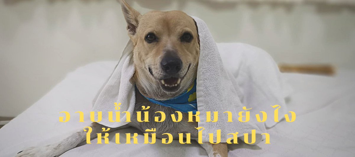 NooVoiceOver's tweet image. อาบน้ำน้องหมายังไง ให้เหมือนไปสปา 💕 🐶 rfr.bz/tdtb3u  #CoffeePuppy #CookingForDogs #DogChef #PetChef #อาหารสุนัข #อาหารน้องหมา