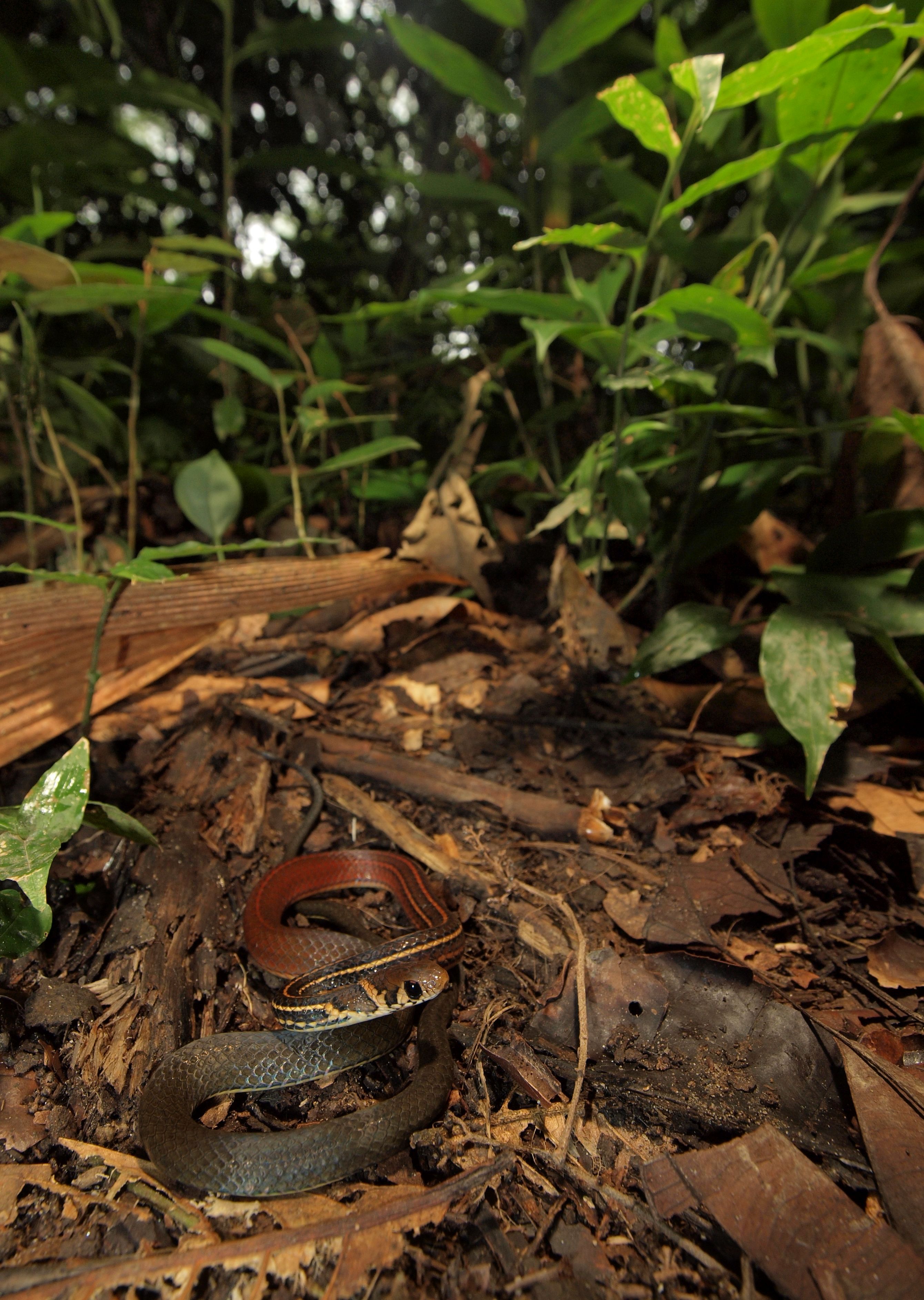 雨傘屋 على تويتر 19 ヘリトリニンフヘビmastigodryas Melanolomus 中米に広く分布しているレーサー系の蛇で 亜種が多く正直ちゃんと調べないとワケがワカラン 動きは速いが 掴めぬほどでないし 亜細亜のレーサー連中に比べるとグルグル回ったり 咬みついてきたり