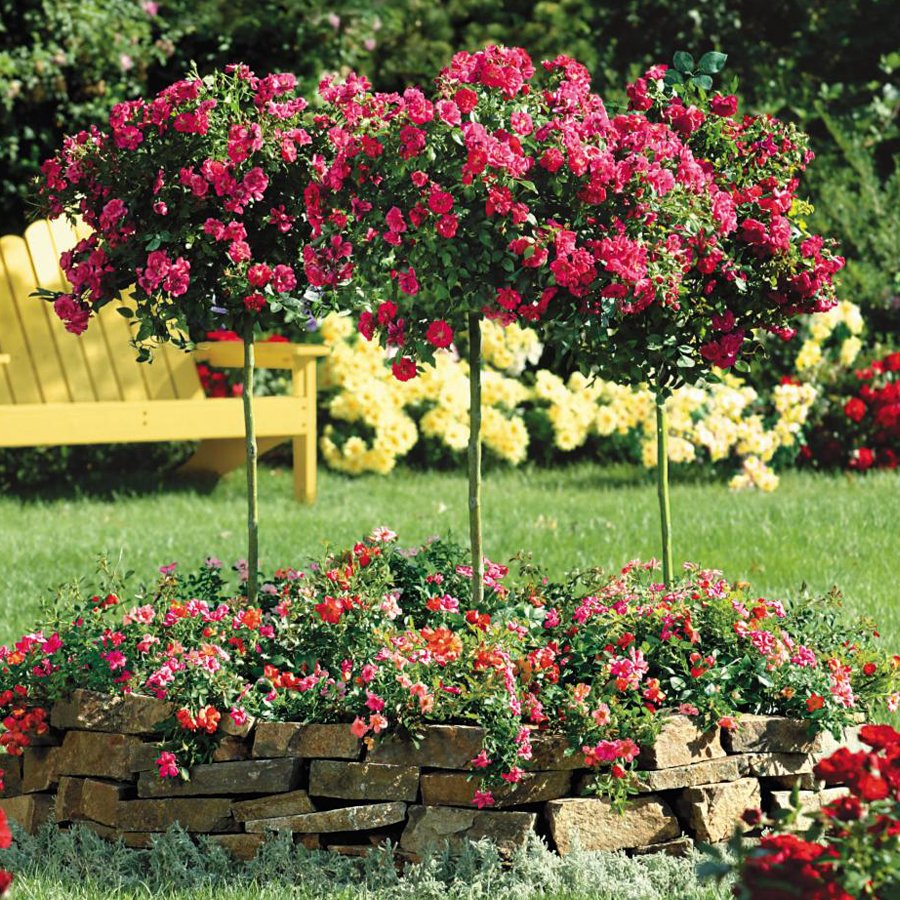 Tree Roses require little care to thrive. They grow excellently in containers and many gardeners use them to amplify their porch or patio with sufficient sunlight. Follow these steps provided by HGTV on how to grow patio roses in containers: bit.ly/3cMM6v7
