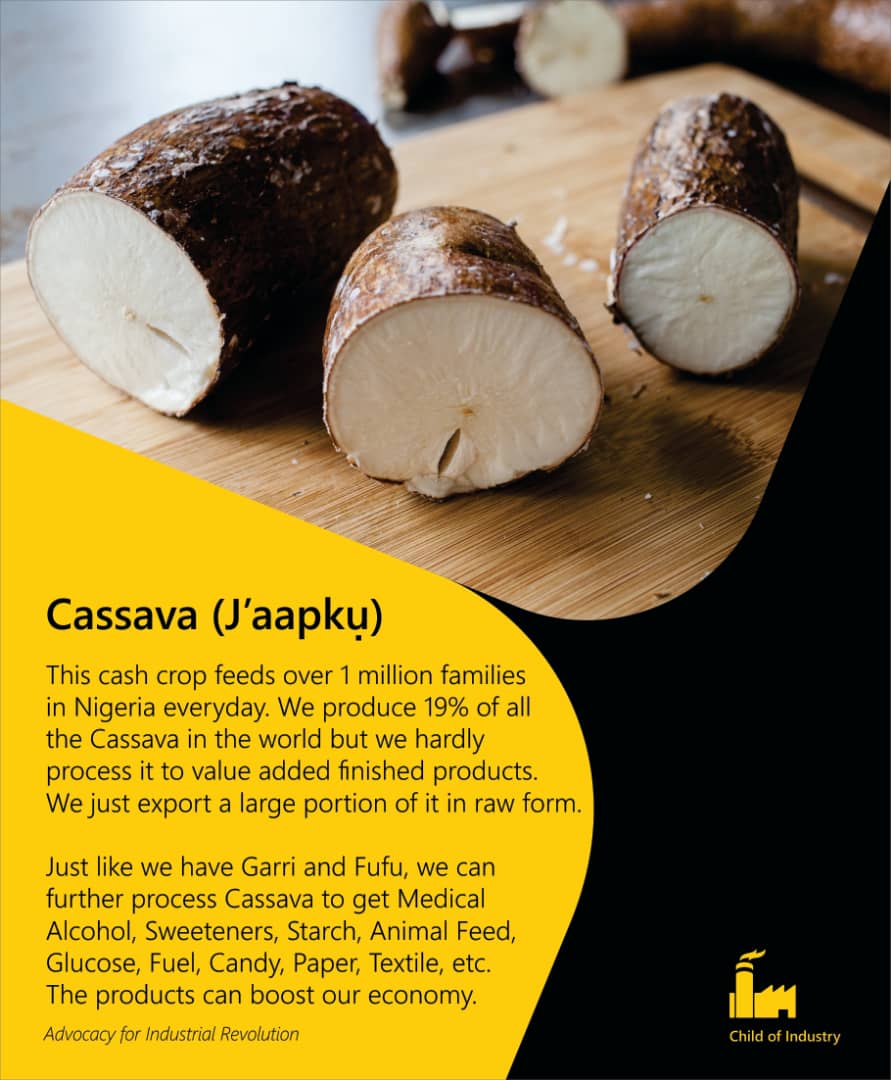 ChildofIndustry's tweet photo. Most Nigerian families own little farms behind their homes where they cultivate Cassava and through this they make Garri, Fufu, Tapioca, Abacha etc. #naturalresources 
#COI @worldeconomicforum @ObiUcheUzoije  @henrich_banks  @Surprisemill @TonyOElumelu @TonyElumeluFDN https://t.co/zHT8scmdvp